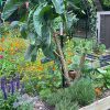 suku3 Kale Cavolo Sukuma Wiki semi – Il cavolo da foglia dell'Africa orientale