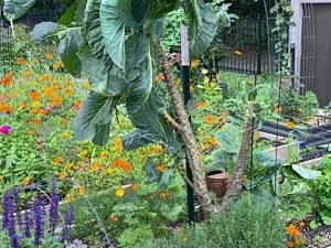suku3 Kale Cavolo Sukuma Wiki semi – Il cavolo da foglia dell'Africa orientale