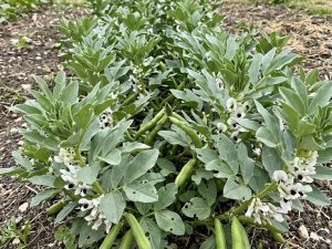 sutton Fava Nana Sutton Dwarf semi