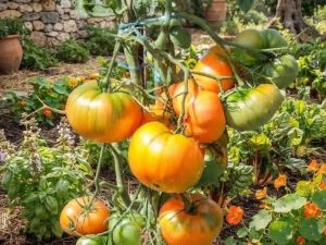 Pomodoro Tennessee Surprise semi