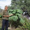 Cavolo Kale Thousand Heads semi
