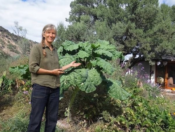 Cavolo Kale Thousand Heads semi