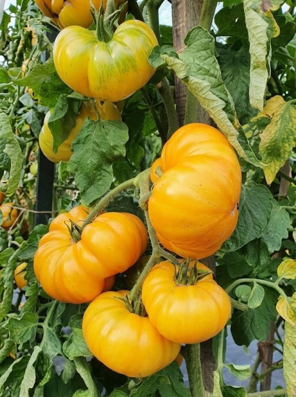 yeg2 Pomodoro Yellow Giant Semi